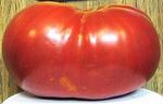Tomato Big Zac