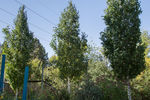 Birch First Editions® Parkland Pillar®