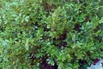 Boxwood Chicagoland Green