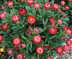 Bracteantha Crimson Red