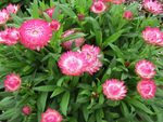 Bracteantha Granvia Pink