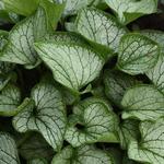Brunnera Frost Bite