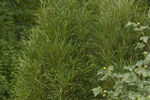 Buckthorn Fine Line®