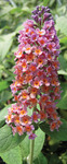 Buddleia Bicolor