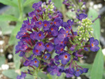 Buddleia Black Knight