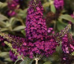 Buddleia Chrysalis Cranberry