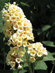Buddleia Golden Glow