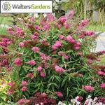 Buddleia Monarch Cherry Royale