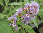 Buddleia Petite Purple