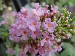 Buddleia Pink Delight
