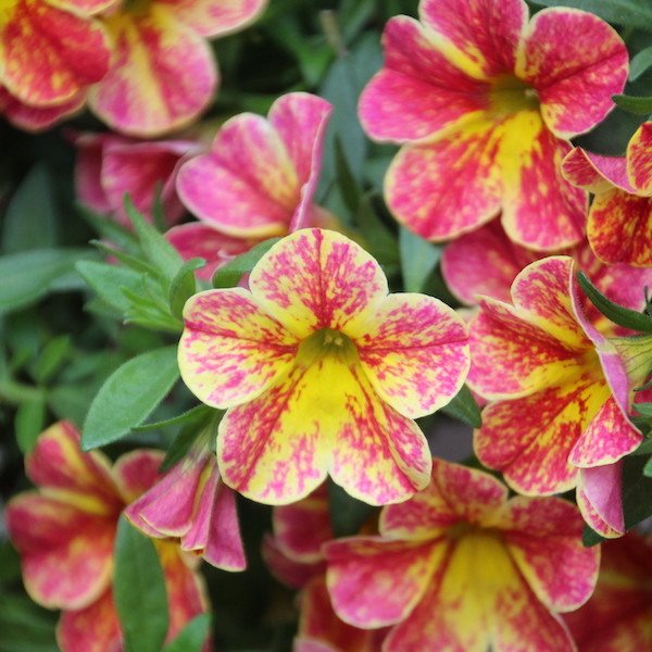 Plant Catalog Goode Greenhouses