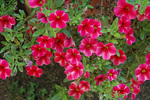 Calibrachoa Aloha Volcano Neon