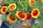 Calibrachoa Hula Gold Medal