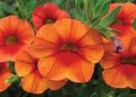 Calibrachoa Orange