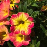 Calibrachoa Rainbow Orange Oasis