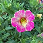 Calibrachoa Rainbow Pink Blush