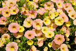 Calibrachoa Rainbow Pepperberry Pink