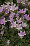 Campanula Birch Hybrids
