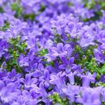 Campanula Blue Magic