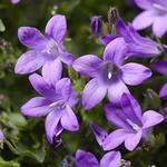 Campanula Clockwise Deep Blue