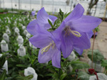 Campanula Takion Blue