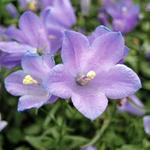 Campanula Thumbell