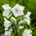 Campanula Takion White