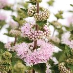 Caryopteris Pink Pavillion