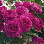 Rose Floribunda Celestial Night