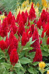 Celosia Fresh Look Red