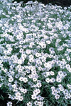 Cerastium Yo Yo