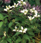 Chelone Obliqua White