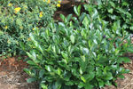 Chokeberry Low Scape Mound®