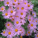 Chrysanthemum Rubellum Clara Curtis