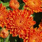 Chrysanthemum Igloo Autumn Spice