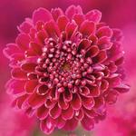 Chrysanthemum Igloo Cool