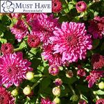 Chrysanthemum Igloo Ice Pink