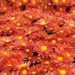Chrysanthemum Igloo Pumpkin