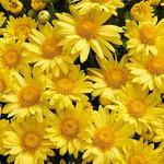 Chrysanthemum Igloo Sundance
