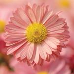Chrysanthemum Mammoth Coral Daisy