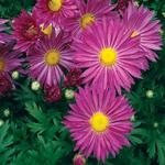 Chrysanthemum Mammoth Lavender