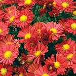 Chrysanthemum Mammoth Red Daisy
