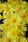 Chrysanthemum Mammoth Yellow Quill
