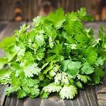 Cilantro/Coriander Santo