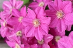 Clematis Asao