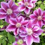 Clematis Kilian Donahue
