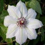 Clematis Miss Bateman