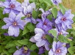 Clematis Parisienne