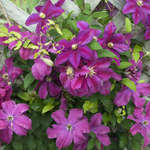 Clematis Sunset