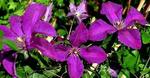 Clematis Vit Polish Spirit